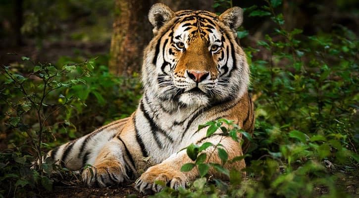 Sundarban Banner Two